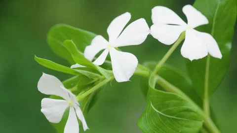 Forest macro 15 Video stock 288236466