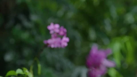 Forest macro 16 Video stock 288236467