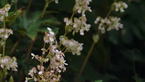 Forest macro 17 Video stock 288236475