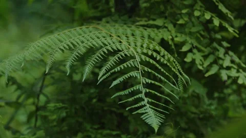 Forest macro 18 Video stock 288236517