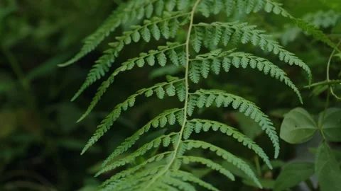 Forest macro 19 Stock Footage 288236549