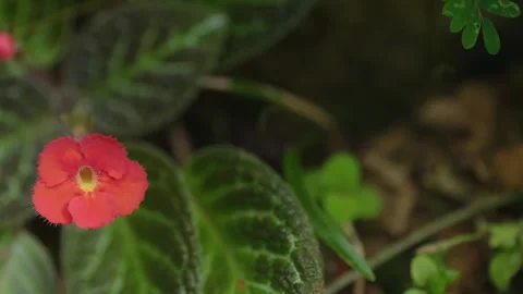 Forest macro 20 Video stock 288236548