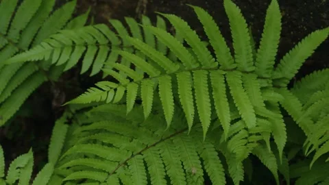 Forest macro 22 Video stock 288236593