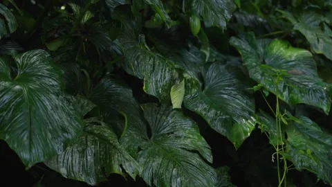 Forest macro 25 Video stock 288850939