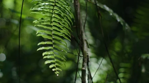 Forest macro 7 動画素材 288236195