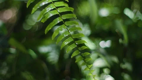 Forest macro 8 Video stock 288236146