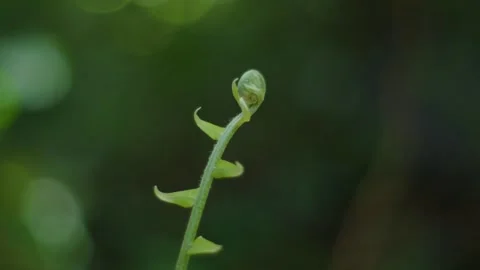 Forest macro 9 스톡 동영상 288236155