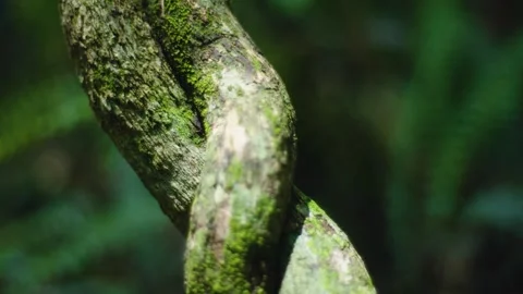 Forest macro shot 1 Stock Footage 288236655