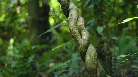 Forest macro shot 3 Stock Footage 288236656