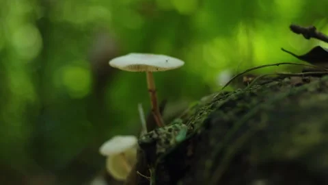 Forest macro shot 4 Video stock 288236654