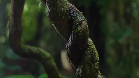 Forest Macro Twisted Moss Covered Vine Stock Footage 248803147