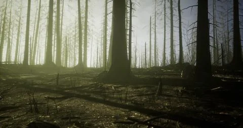 Forest made bare by wildfire revealing sunlit background and tall trees Stock Illustration