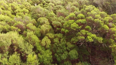Forest of Madeira Island Video stock 120742405