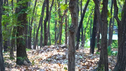 Forest Magic in Every Sunbeam Stock Footage 313565650