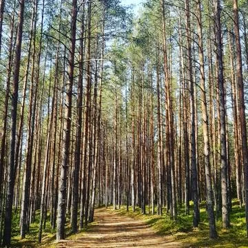 Forest magic Stock Photos