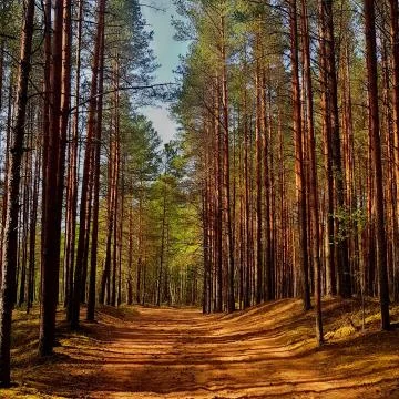 Forest magic Stock Photos