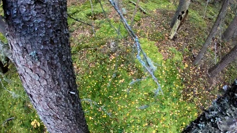 Forest. A man escapes from persecution in the forest . Off the tree . Stock Footage 107997059