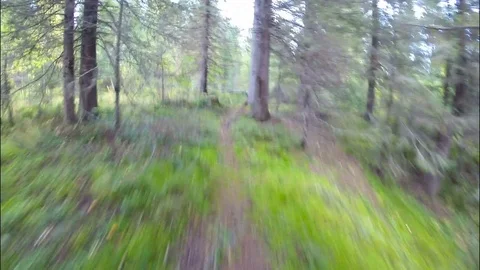 Forest. A man is saved, quickly escaping from danger along the path. Video stock 83554045