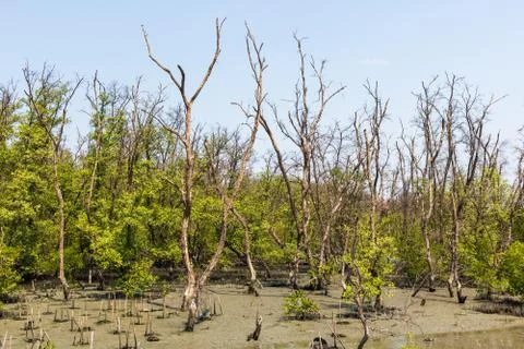 The forest in mangrove at midday. Stock Photos