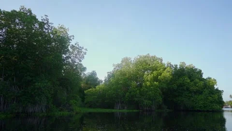Forest in the Mangroves Stock Footage 293898403