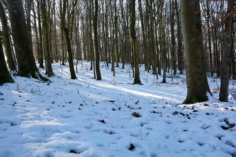 In the forest with many snow Stock Photos