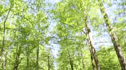 A forest with many trees and a clear blue sky. The trees are green and the sky Stock Footage 274267491