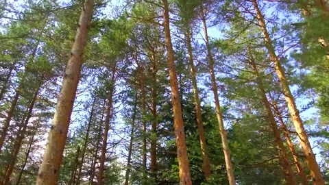 Forest with many trees and a clear blue sky Video stock 297677220