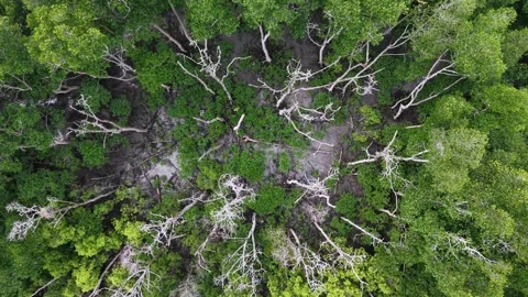 Forest with many trees and dead trees Видео 332229736