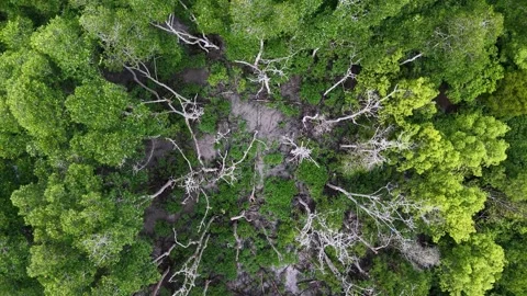 Forest with many trees and some dead ones Stock-Footage 332239956
