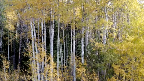 A forest with many trees in it Stock Footage 272659985