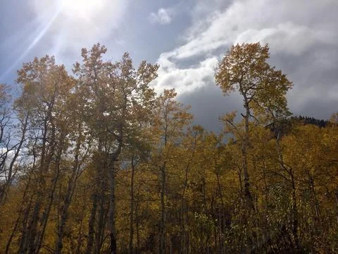Forest with many trees in it. Stock Photos