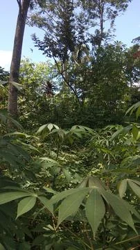 Forest with many trees Foto stock