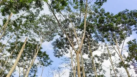 A forest with many trees Stock Photos
