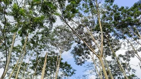 A forest with many trees Stock Photos