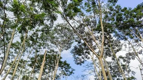A forest with many trees Stock Photos