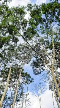A forest with many trees Stock Photos