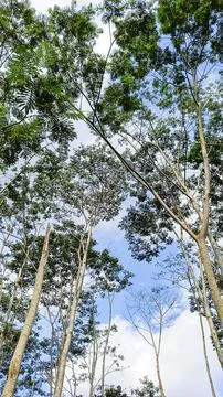 A forest with many trees Foto stock