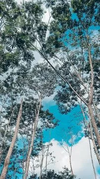 A forest with many trees Stock Photos