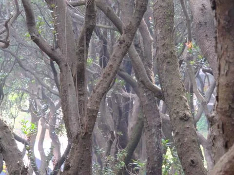 A forest with many trees, some of which are twisted and gnarled 写真素材