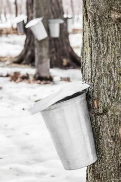 Forest of maple sap buckets on trees Stock-Fotos