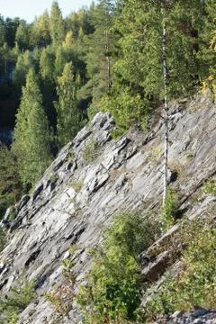 Forest on a marble cliff Stock Photos
