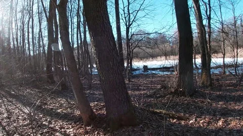 Forest in March, large clearing, snow, reeds, nature of northern Ukraine. Stock Footage 330792495