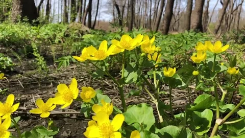Forest marigold flowers low angle view Stock Footage 241613358