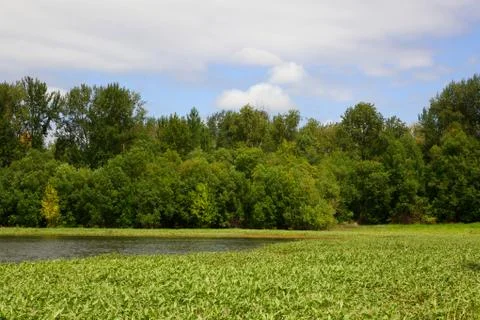 Forest marsh Stock Photos