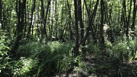 Forest in marshland Video stock 94906039