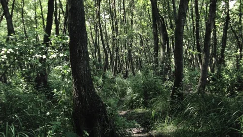 Forest in marshland Video stock 94906179