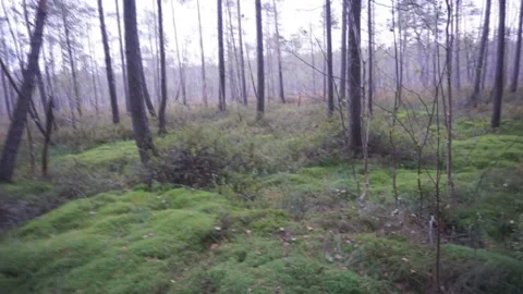 Forest Marshland In the Summer, shot without the stabilizer . Video stock 94109137