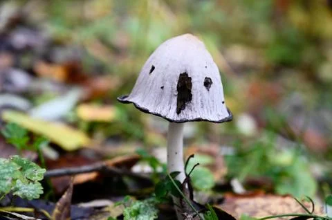 Forest mashroom Stock Photos