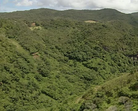 A forest in Mauritius Stock Footage 11322772