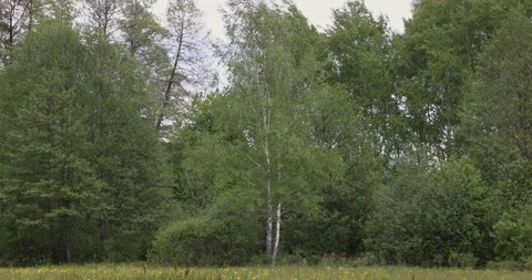 Forest meadow and young birch tree, 4K Stock Footage 244394004